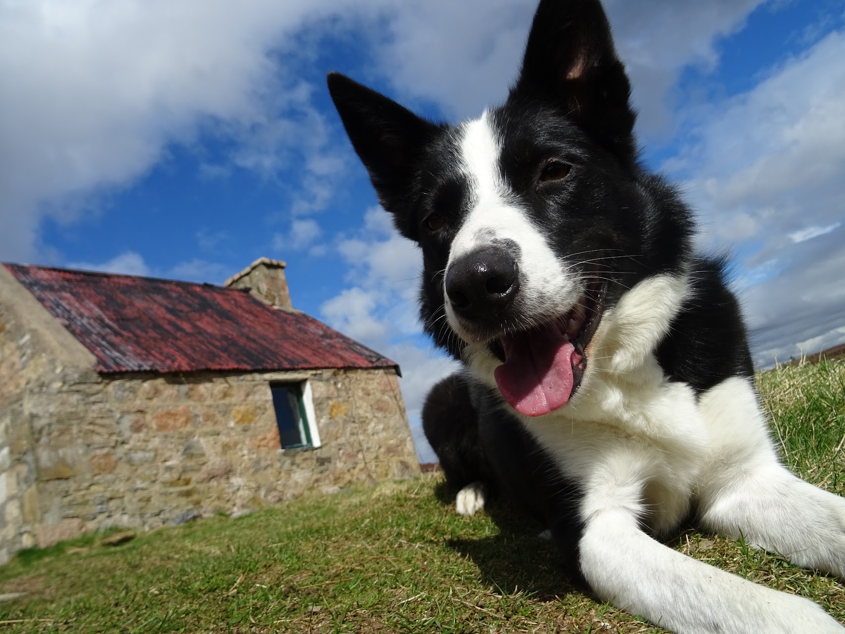 Collie Breeders Dogzonline Border Collie Pampered Pets Dundee