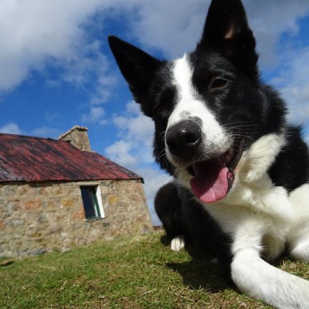 Explore Aviemore and The Cairngorms on a dog friendly holiday