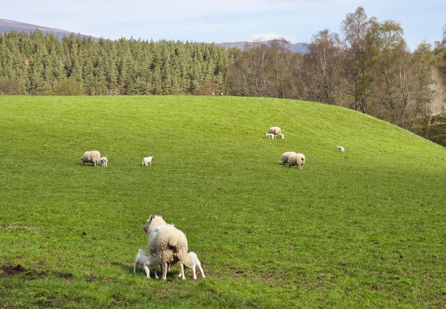 Cottage in Feshie Bridge - Druim an Lochain Cottage - farmstay in The Cairngorms Cottage in Feshie Bridge - Druim an Lochain Cottage - farmstay in The Cairngorms