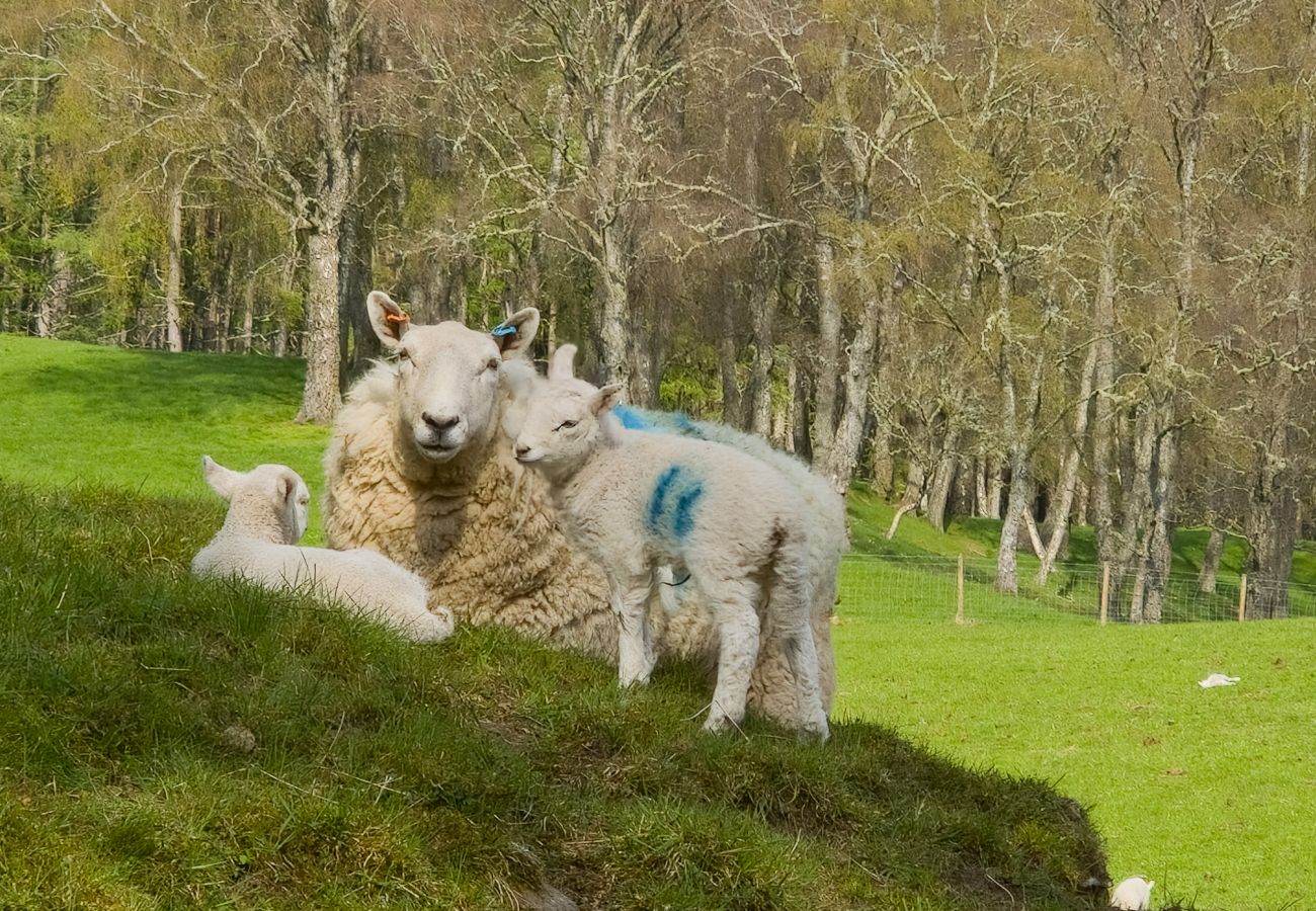 Cottage in Feshie Bridge - Druim an Lochain Cottage - farmstay in The Cairngorms