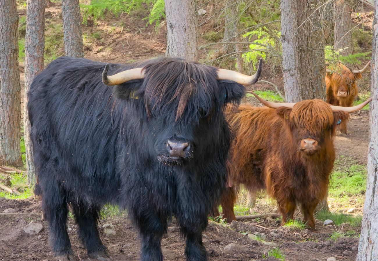 Cottage in Feshie Bridge - Druim an Lochain Cottage - farmstay in The Cairngorms