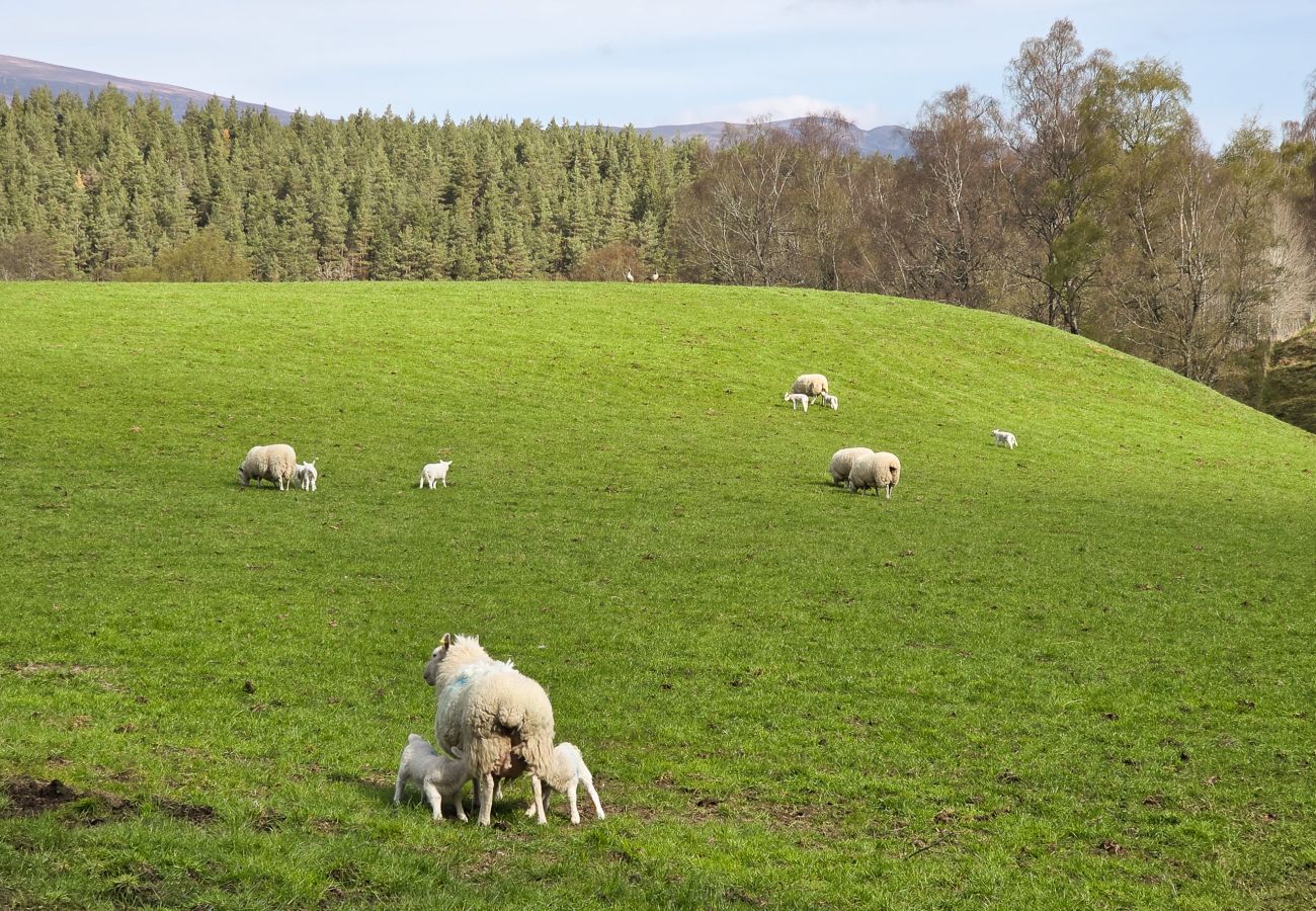 Cottage in Feshie Bridge - Druim an Lochain Cottage - farmstay in The Cairngorms