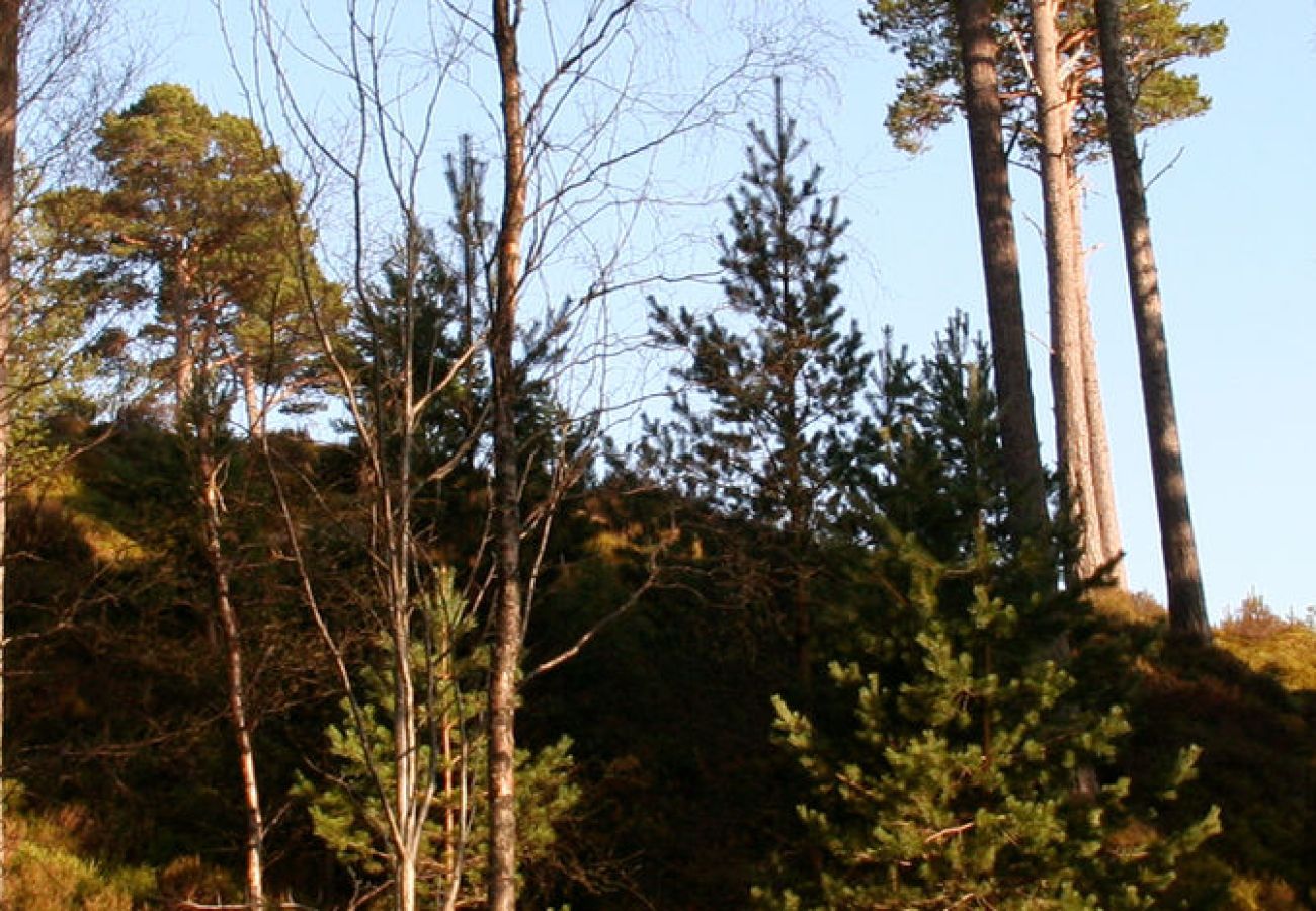 Cabin in Carrbridge - Tormore - wooden log cabin in the Cairngorms