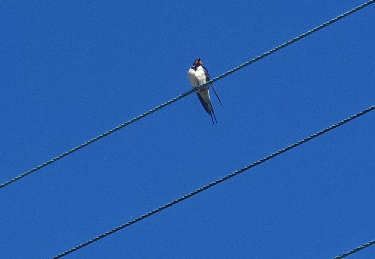 House in Kingussie - Betty's Cottage - Highland cottage near Ruthven Barracks